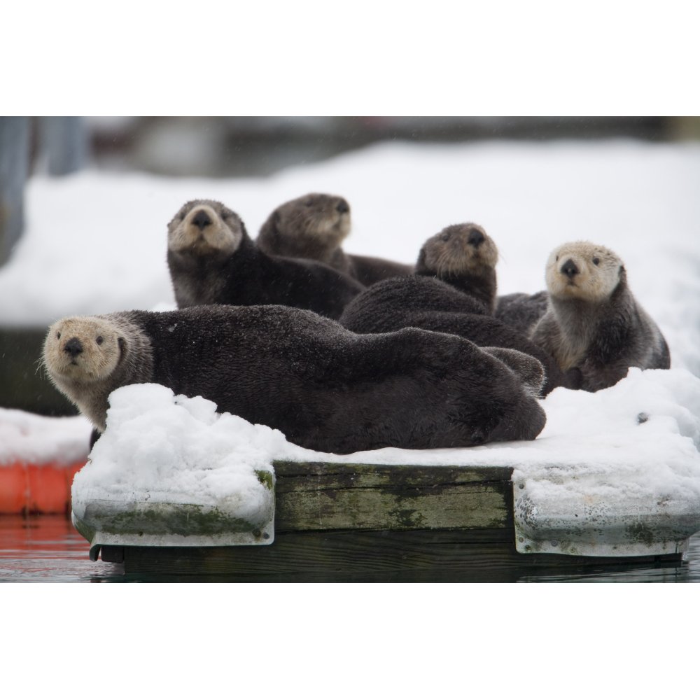 Group Of Sea Otters Hauled Out On A Boat Dock In Valdez Harbor Prince William Sound Alaska