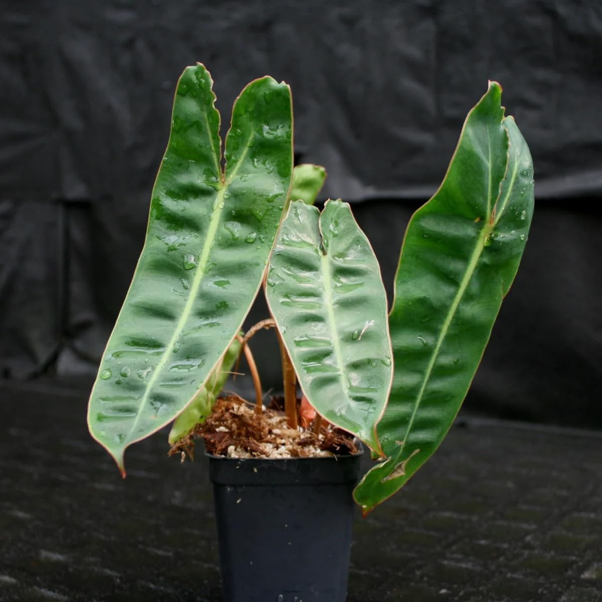 Billietiae Philodendron - Live Plant in a 4 Inch Pot - Philodendron Erubescens - Extremely Rare and Beautiful Indoor Houseplant - A Rare Tropical Masterpiece