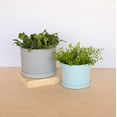thumbnail image 2 of Bloem Mathers 6" Plastic Planter - Modern Indoor Pot with Drainage Holes and Saucer Tray, Misty Blue, 2 of 6