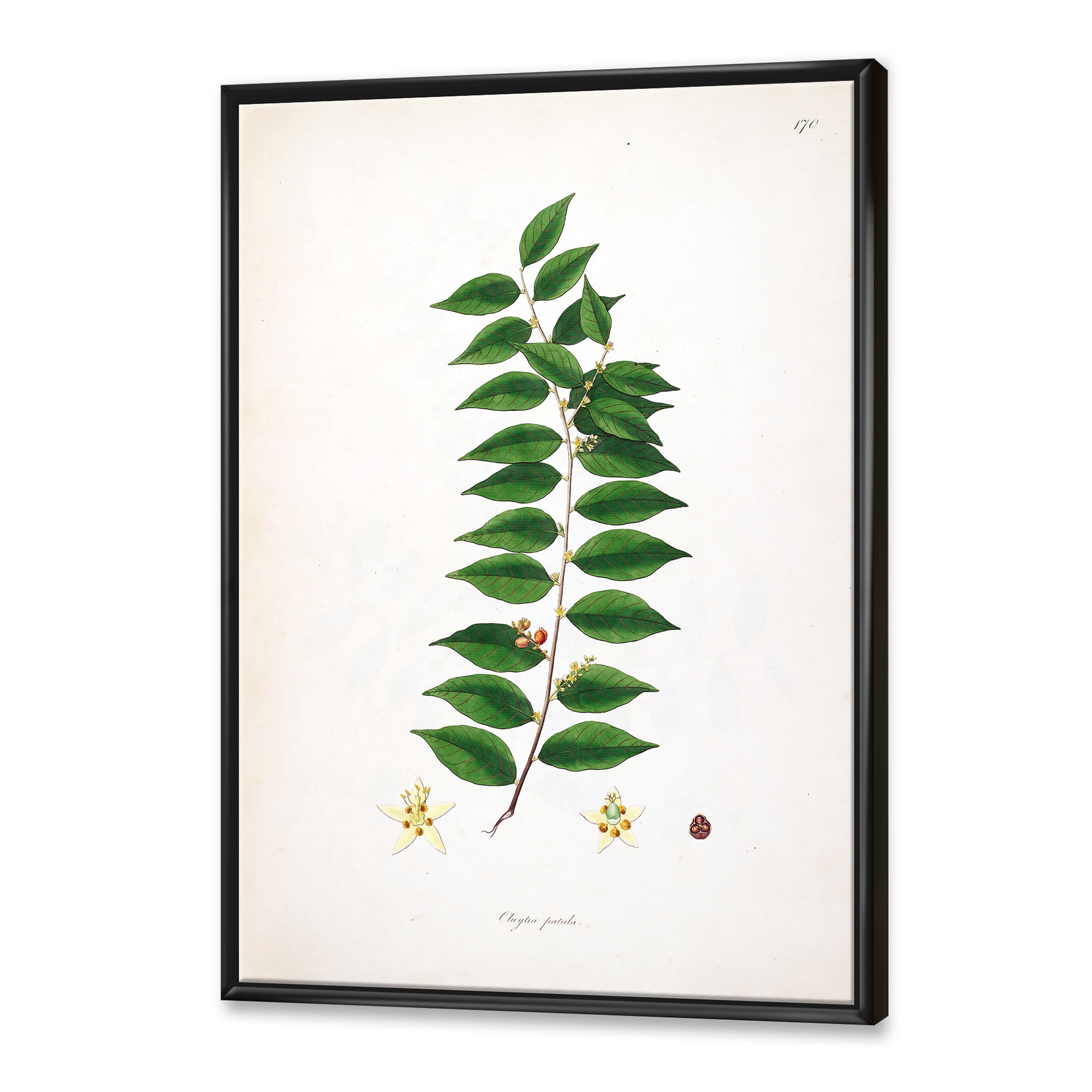 Designart 'Ancient London Plants VI' Farmhouse Framed Canvas Wall Art Print
