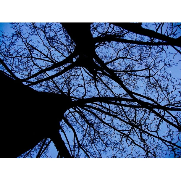 Evening Sky Forest Aesthetic Sky Trees Branches Inch By 30 Inch Laminated Poster With Bright Colors And Vivid Imagery Fits Perfectly In Many Attractive Frames Walmart Com Walmart Com