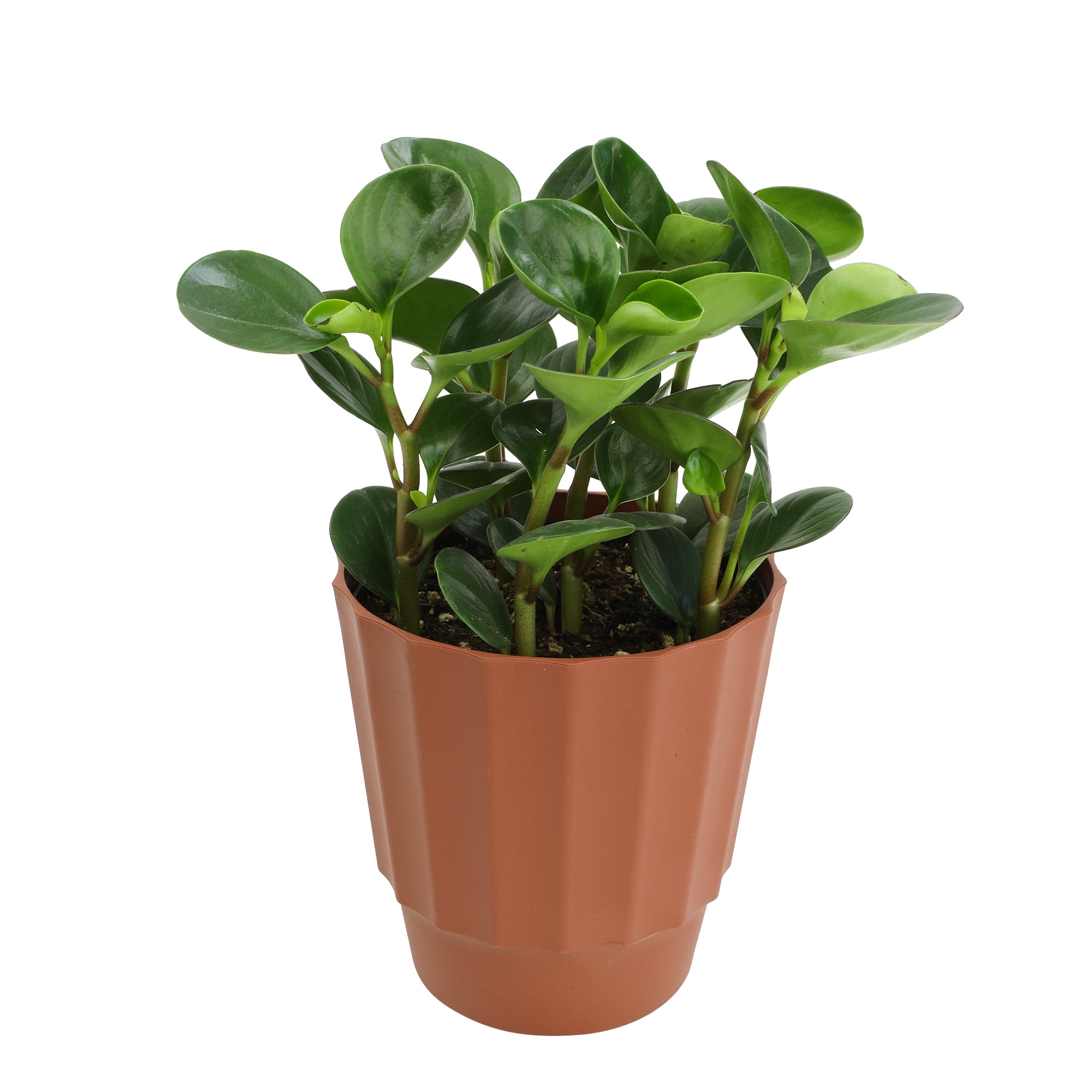 Altman Plants Element 6" Green Peperomia Live Plants in 6" Self Watering Pot