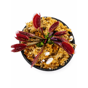 Venus Flytrap Akai Ryu Carnivorous Plant in 2 Pot