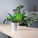 thumbnail image 5 of 3 piezas de decoración de plantas de vidrio de 3 estilos, cactus, agave, aloe, acrílico, suculentas, cactus artificiales para decoración del hogar, jardín, exterior e interior., 5 of 6