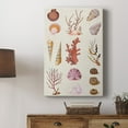thumbnail image 5 of Coral & Shell Collage II Premium Gallery Wrapped Canvas - Ready to Hang, 5 of 9