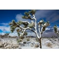 thumbnail image 2 of Muench, Zandria 14x11 White Modern Wood Framed Museum Art Print Titled - Winter storm-Joshua Tree National Park-California, 2 of 4