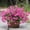 Pink-Free Size, variant on Artificial Petunia Flowers 50 Stems 13 Inch UV Resistant Fake Petunia Bouquet, Realistic Faux Floral Bundle for Outdoor Garden Patio Window Box Hanging Basket Home Decor