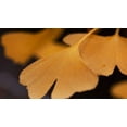 thumbnail image 2 of Crane, Rita 24x15 White Modern Wood Framed Museum Art Print Titled - Gingko Leaves II, 2 of 4