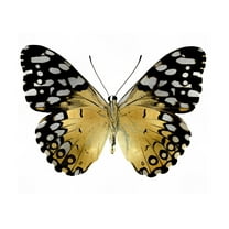 Art.com Golden Butterfly IV Art Print by Julia Bosco, 24" x 18"