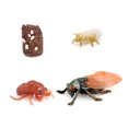 thumbnail image 1 of 1 Set Spade Worm Model Premium Plastic Material Meaningful Insect Figurines Early Educational Growing Models for School Project cicada type1, 1 of 6