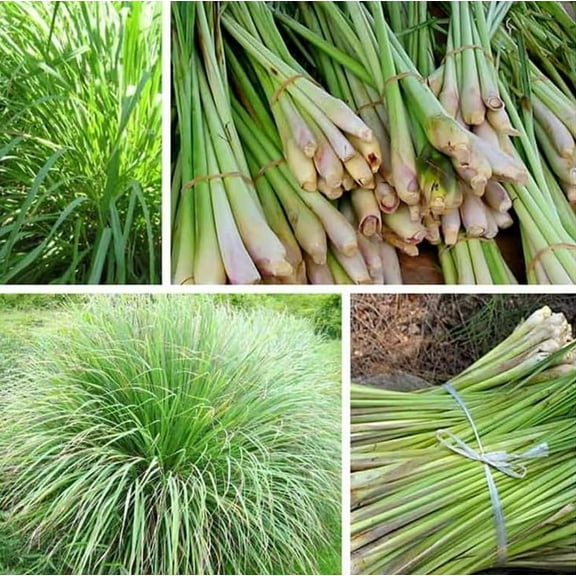 Set 5 Lemongrass Plants 4-7" Tall for Planting, Rooted Starter Plant, Cymbopogon Plant Healthy Herb Lemon Grass Plants
