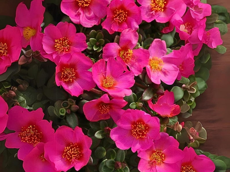 30 Seeds Rose Moss Toucan Portulaca Oleracea Heirloom Succulent Colorful Flowers Drought Tolerant Garden Planting
