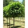thumbnail image 4 of Catalpa Tree Live Plant 12-18" Tall in Quart Pot - Flowering Plant - Ornamental Tree for Outdoor Garden, 4 of 5