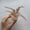 B, variant on Cat Toy Ball with Natural Feather,Cat Toys for Indoor Cats,Build-in Bell Cat Sound Ball Toy Interactive Cat Chew Toys for Cat Kitten