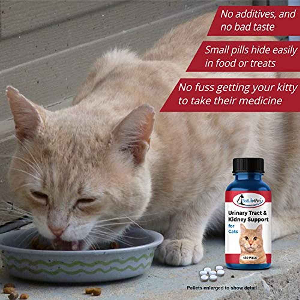 cat uti medicine walmart
