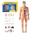 thumbnail image 2 of Transparent Human Body Torso Model with Removable Organs - 29 Piece 3D Anatomy Learning Kit with Skeleton Structure and Instructions, 2 of 9