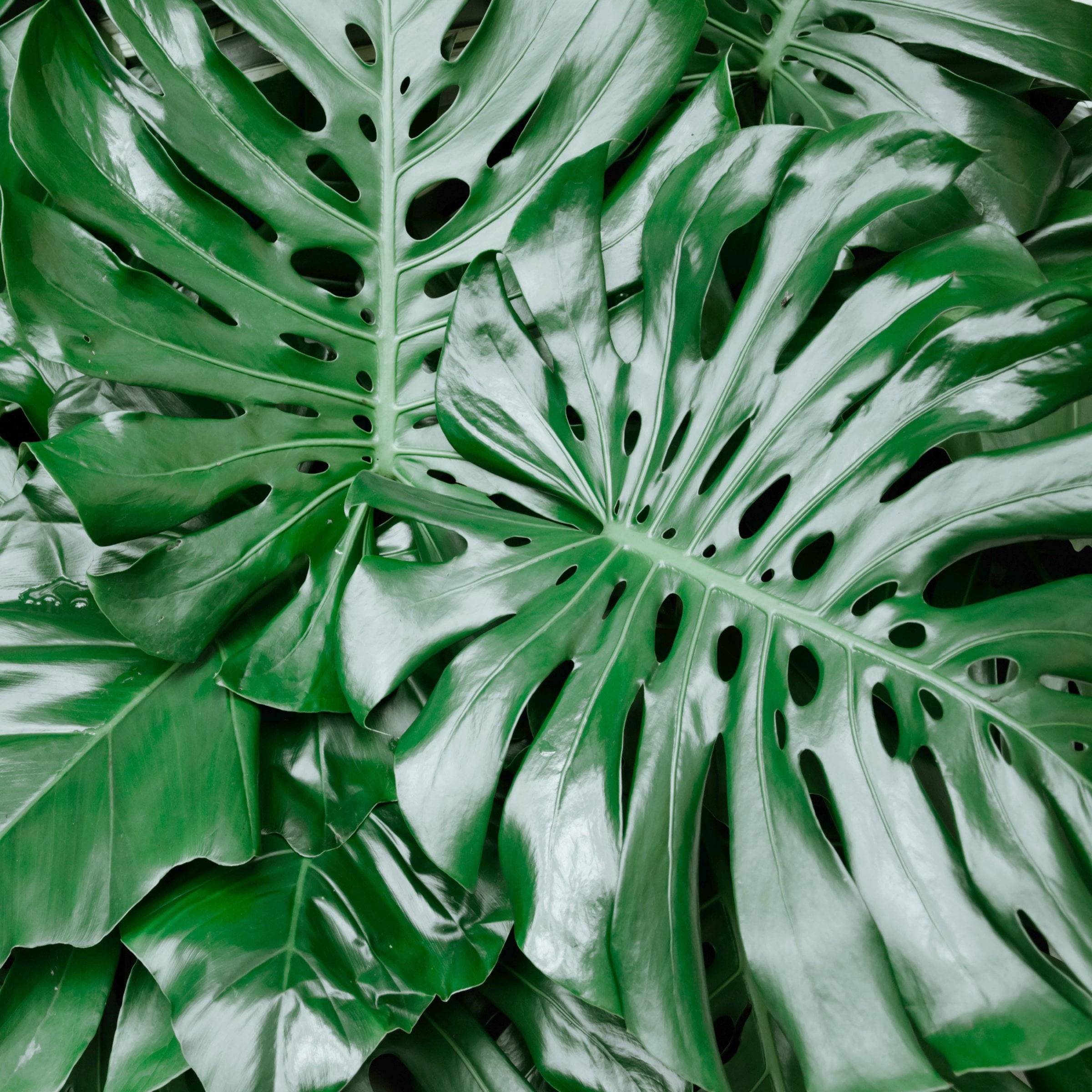 4 in. Philodendron Monstera Thai Constellation Plant in Grower Container