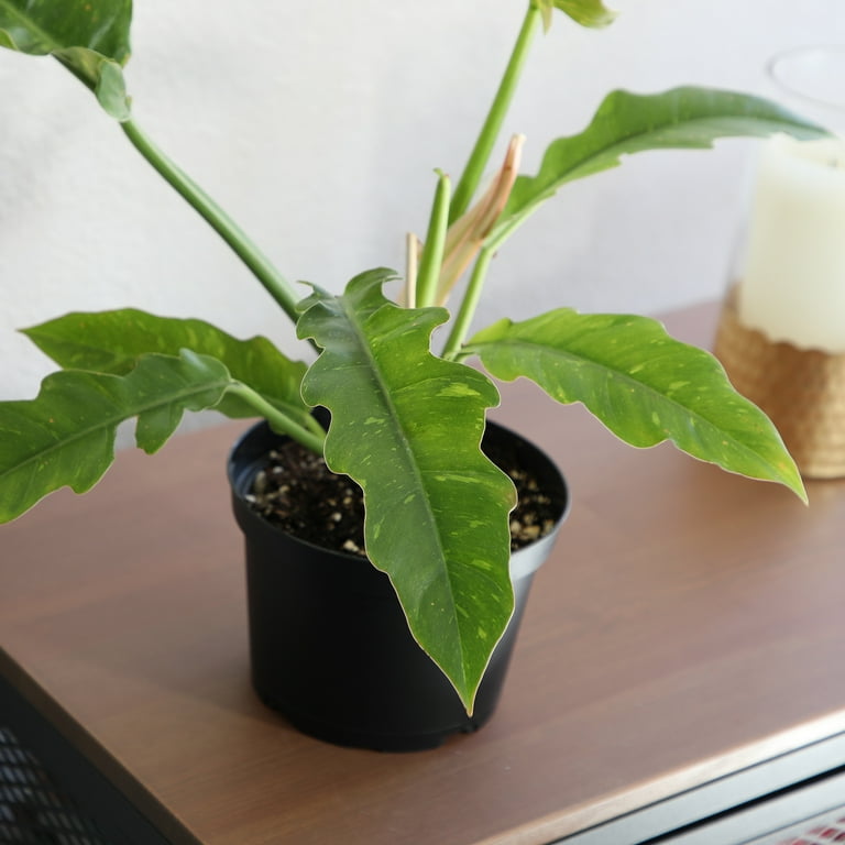 Altman Plants Variegated Philodendron Ring of Fire Indoor Houseplant in 6 in. Grower Pot