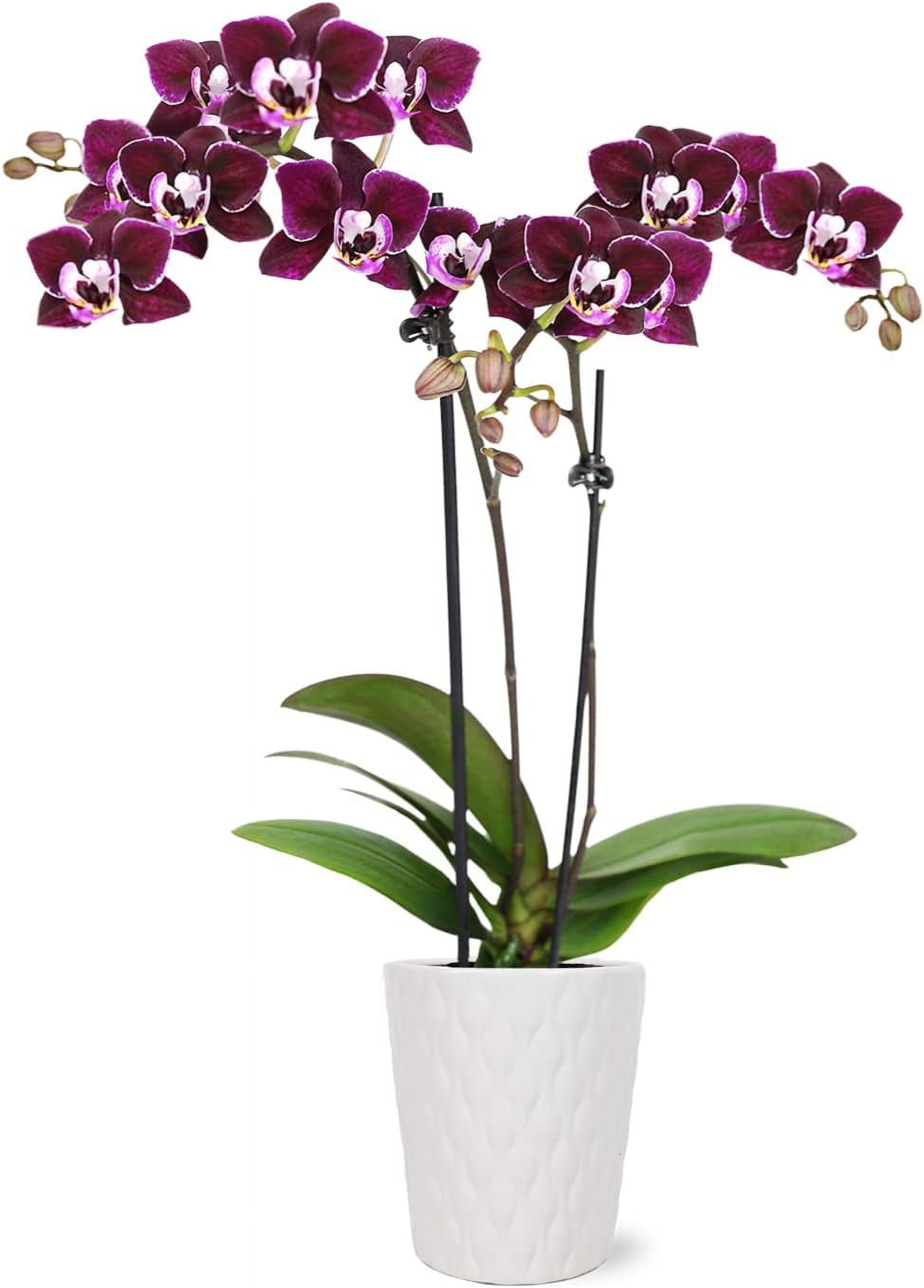 Just Add Ice 6-10" Dark Purple Mini Orchid Live Plant in 2.5" White Ceramic Pot, House Plant