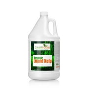 Liquid Kelp Organic Seaweed Fertilizer, Natural Kelp Seaweed Based Soil Growth Supplement for Plants, Lawns, Vegetables - 1 Gallon of Concentrate