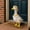 5#, variant on CaiYueKe Spring Summer Cottage Style Porch Goose Pet Decor - Easter Bunny Costume for Outdoor Garden Decor Spring Porch Decoration Holiday Lawn Ornament Statue Accessories Set