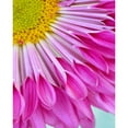 thumbnail image 3 of Peck, Gail 20x24 Black Modern Framed Museum Art Print Titled - Fuschia Bloom, 3 of 5