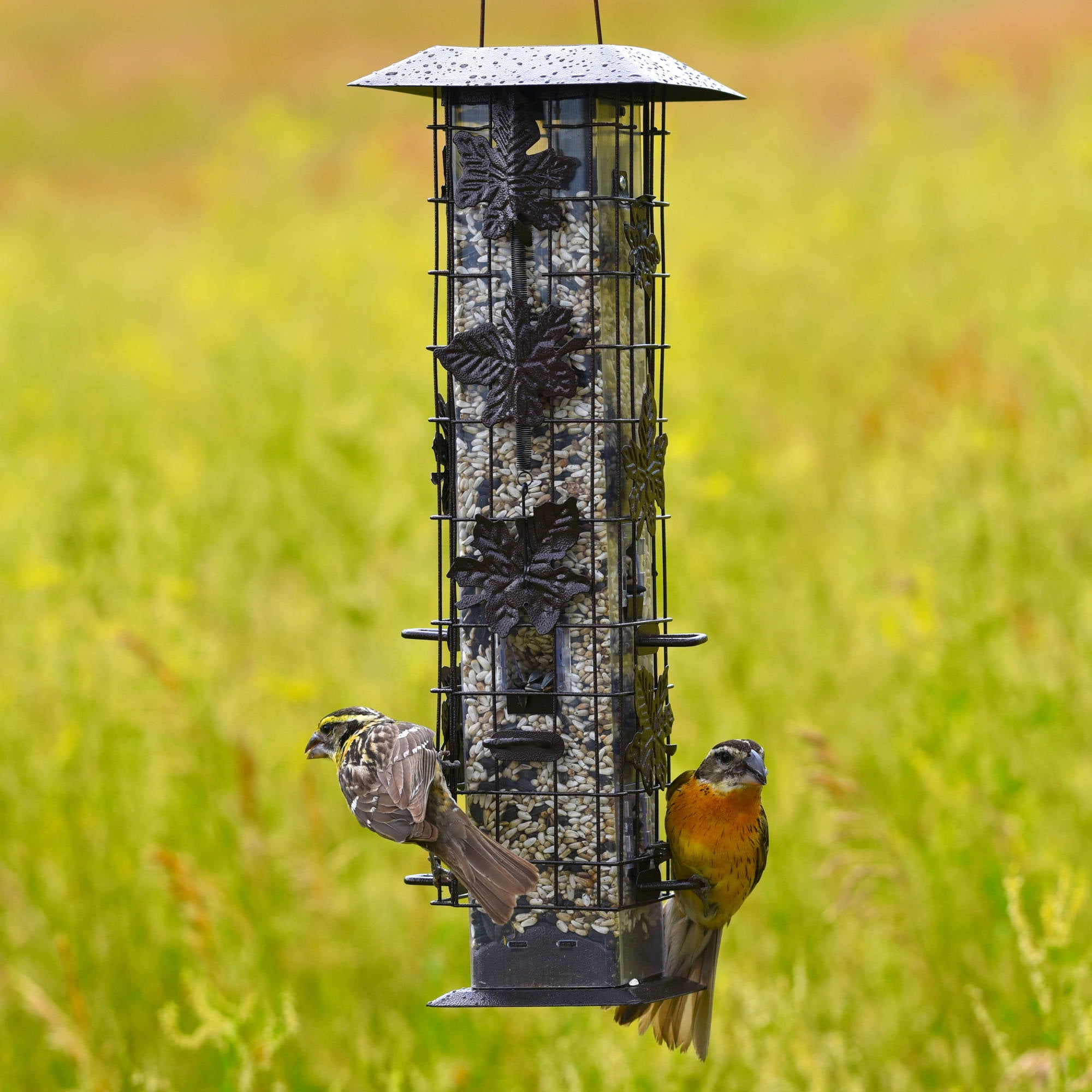 Perky Pet 2 Lb Squirrel Be Gone Wild Bird Feeder Walmart Com
