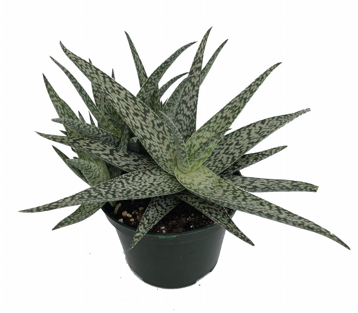 White Beauty Aloe Vera in 4&quot; Pot Medicine Plant/Burn