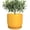 Yellow, variant on Ordivic 5-inch White Ceramic Round Planter with Drainage Hole and Saucer for Succulents and Cactus