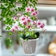 thumbnail image 4 of KALLORY Maceta Para Phalaenopsis Con Transparente Y Ranuras De Drenaje, 4 of 8