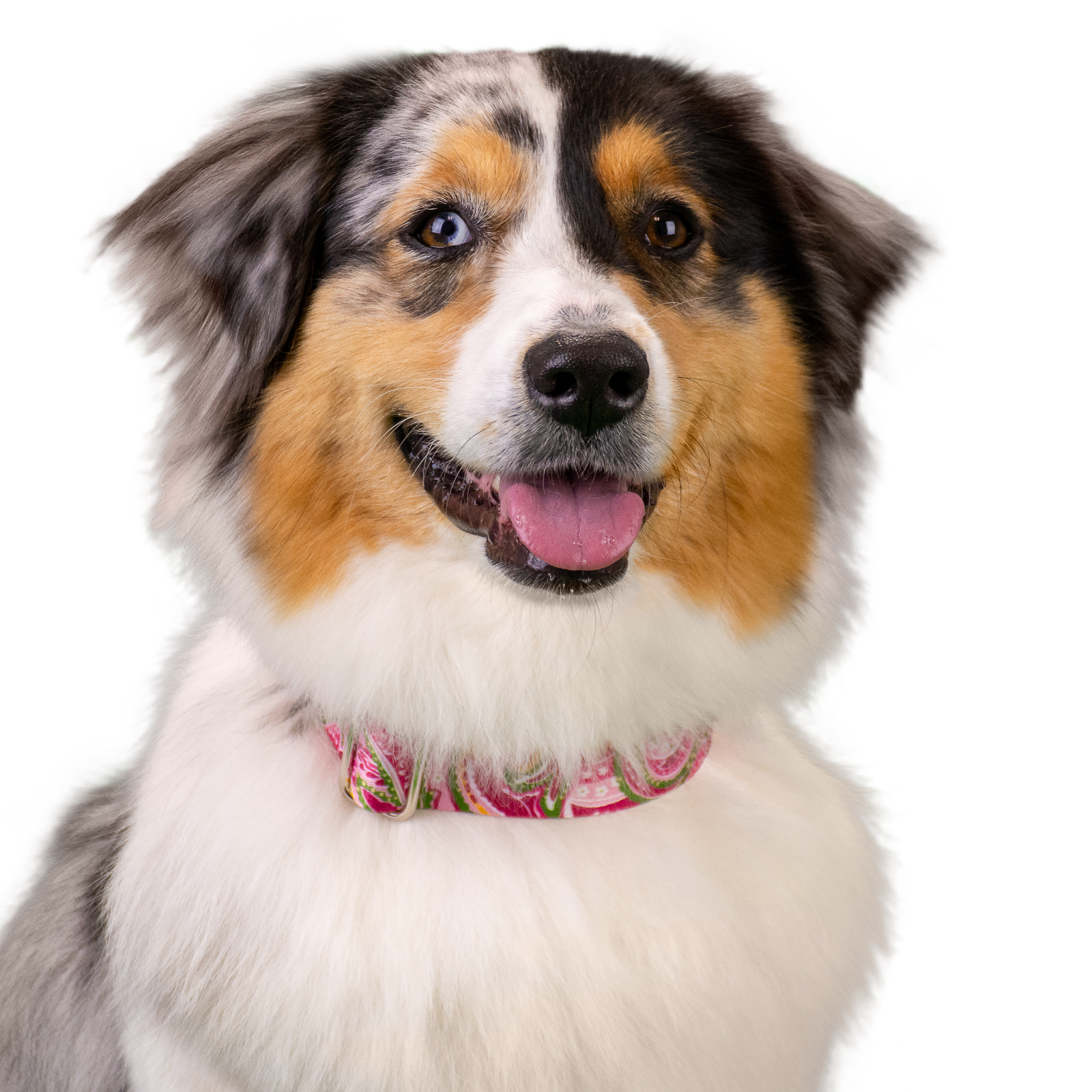 Country Brook Petz® 1 1/2 inch Premium Pink Paisley Dog Collar, Medium - image 10 of 10