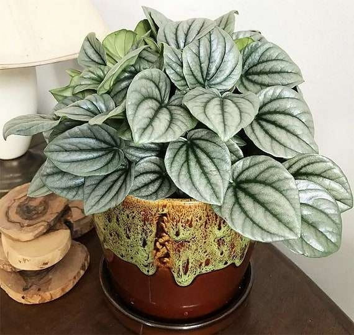 Peperomia Frost Live Plant for Indoor | Different Houseplants in 4'' & 6'' Pot | Real House Plant for Living Room, Office, Desk & Bathroom | Ivy Silver Leaf Peperomia