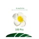 thumbnail image 2 of Healthcom Premium Hawaiian Foam Flower White Artificial Plumeria Rubra For Beach,Wedding Party Decoration,Package of 100 by Healthcom, 2 of 2