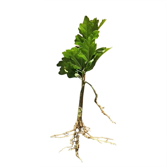 Rose Of Sharon Hibiscus Organic Live Plant w/ Roots Transplant Starter Bush HIBISCUS-6" Tall 1PK