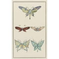 thumbnail image 3 of Anonymous 16x24 Black Modern Framed Museum Art Print Titled - Mounted Natural Butterflies (1913), 3 of 5