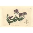 thumbnail image 2 of Mock Vervain, Glandularia Laciniata Poster Print By ® Florilegius Mary Evans (36 X 24), 2 of 4