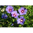 thumbnail image 3 of 1000 Graines de ROSE de SHARON HIBISCUS Syriacus Arbuste, 3 of 11