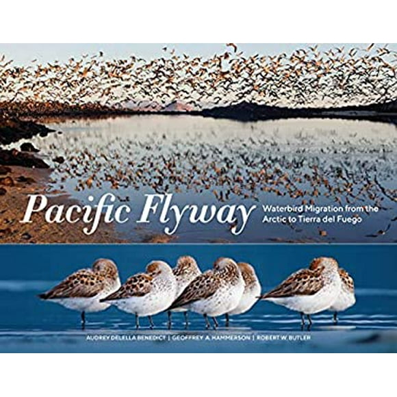 Pre-Owned Pacific Flyway : Waterbird Migration from the Arctic to Tierra Del Fuego 9781632171344
