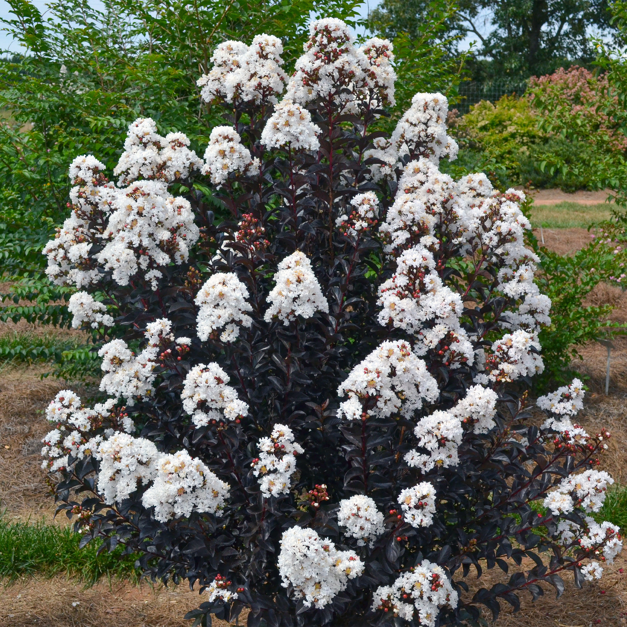 First Editions Crape Myrtle Lunar Magic Live Shrub (2 Gallon)