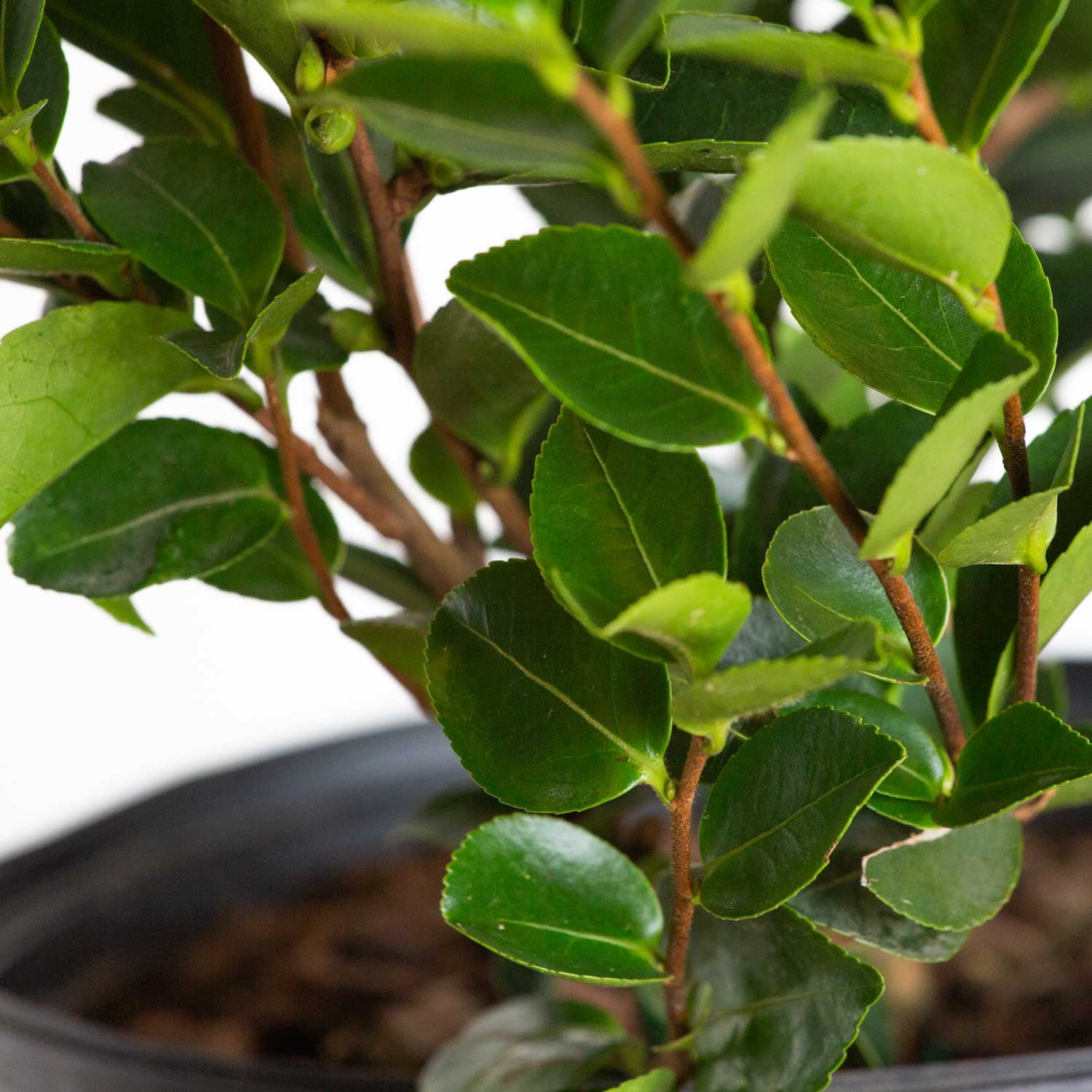 Expert Gardener Mine No Yuki Camellia (2.5 Gallon) Flowering Evergreen Shrub with White Blooms - Full Sun Live Outdoor Plant