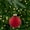 Red, variant on Northlight 2-Finish Glass Ball Christmas Ornaments - 2.5" (60mm) - Grape Purple - 9ct