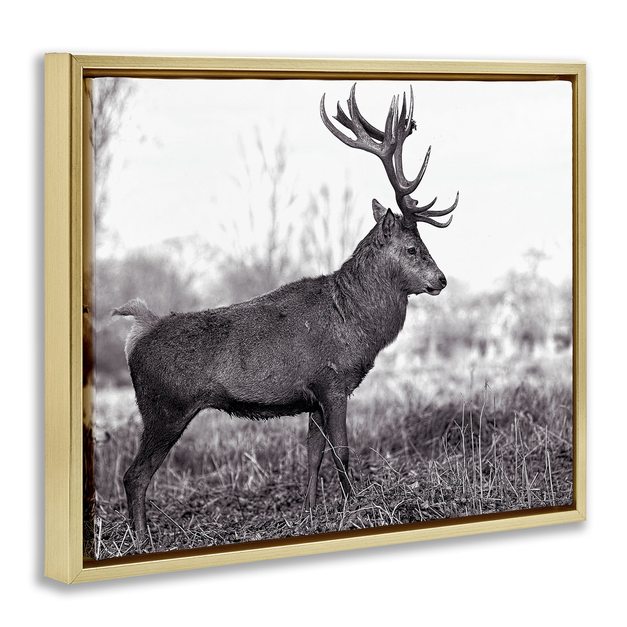 Stupell Industries Elk in Peaceful Forest Animals & Insects Photography Gold Floater Framed Canvas Art Print Wall Art, 31 x 25