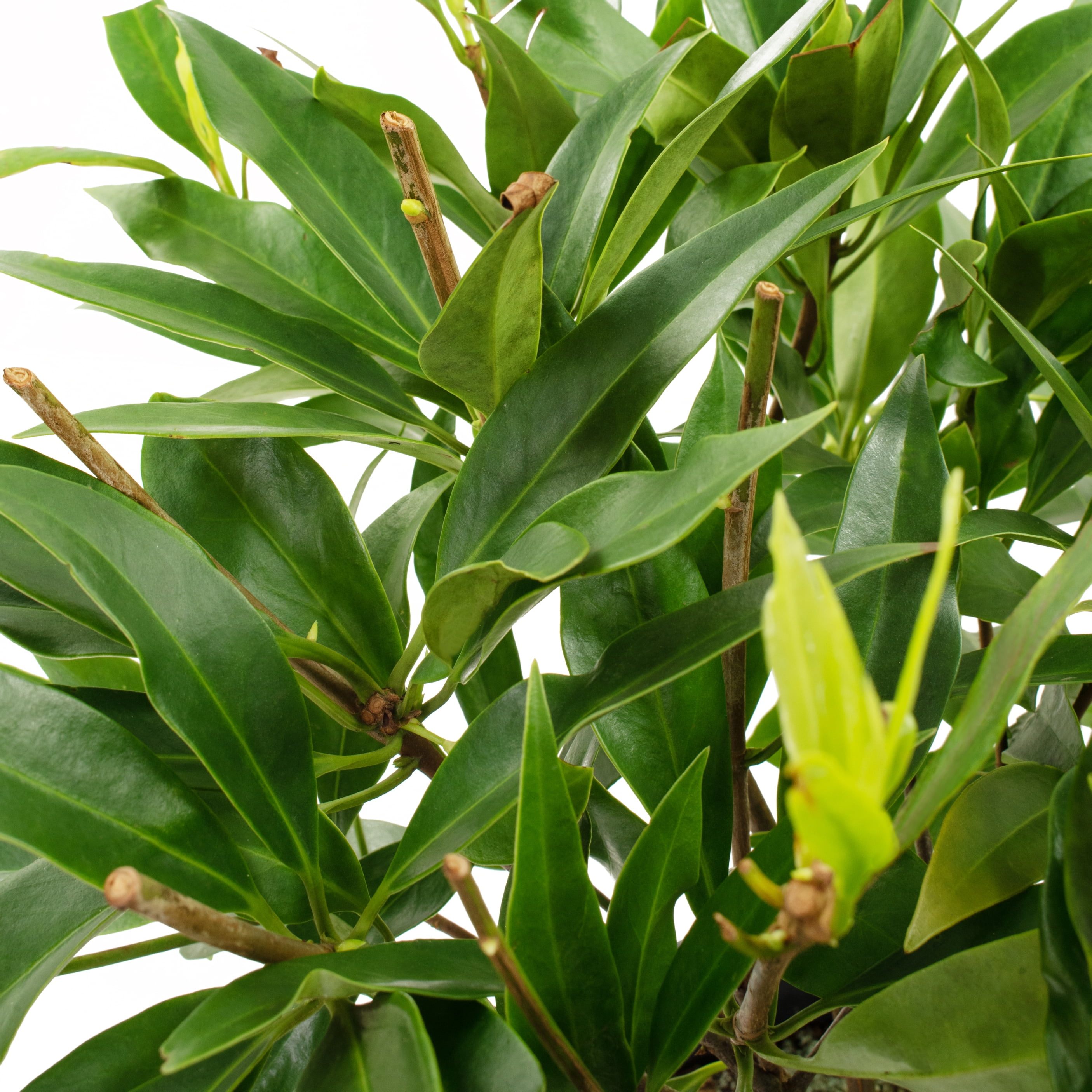 Bloomables® 2.25 gal. Star Flower Orion™ Illicium White Flowers- Live Shrub with Full Sun - 1 Piece