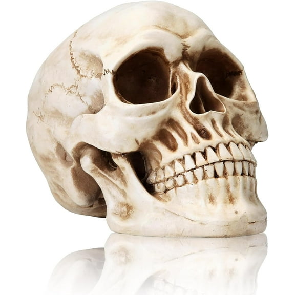 KatchOn Life Size Human Skull Model 1:1 - Realistic Replica for Halloween Decorations | Resin Head Props for Indoor and Outdoor Home Decor