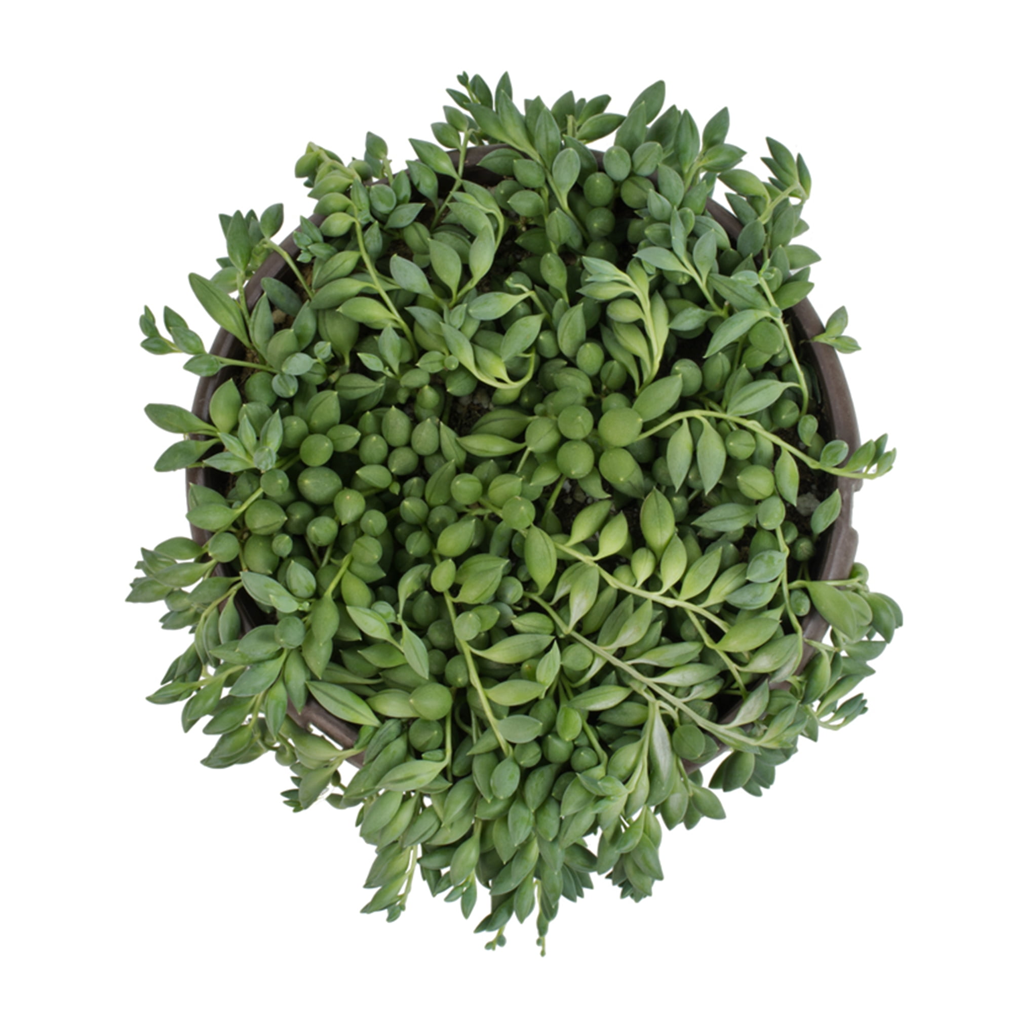 Altman Plants String of Raindrops Succulent (Senecio) 6" Easy Live Plant Hanging Basket