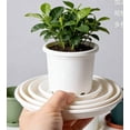 thumbnail image 2 of Flower Pot Saucer 12 1.8in Thickened Plastic Tray Catches Water Drip Runoff for Indoor Outdoor Potted Plants, by IHXORA, 2 of 5