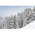 thumbnail image 2 of Jaynes Gallery 24x17 Black Ornate Wood Framed with Double Matting Museum Art Print Titled - Colorado Fresh snow on spruce trees, 2 of 4