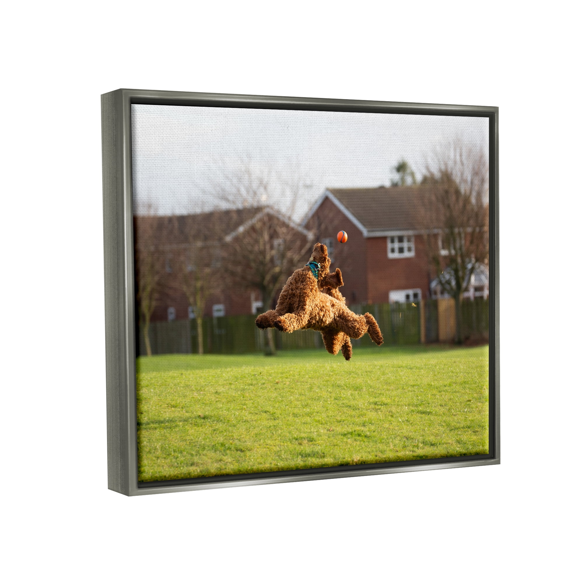 Stupell Industries Eye on the Ball Dog Animals & Insects Photography Gray Floater Framed Canvas Art Print Wall Art, 21 x 17