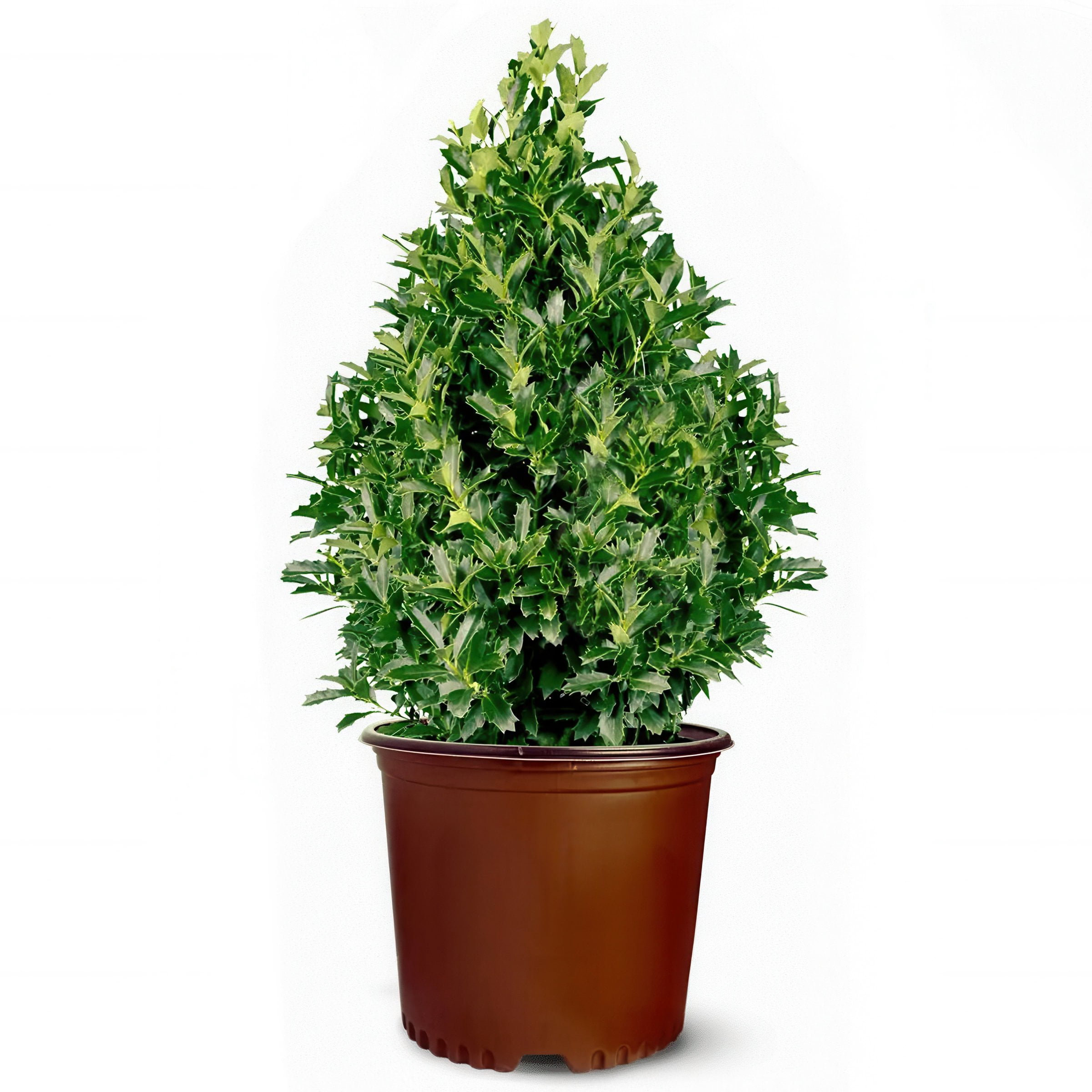 2 gal Oakland Holly Live Shrub with Full Sunlight Conditions