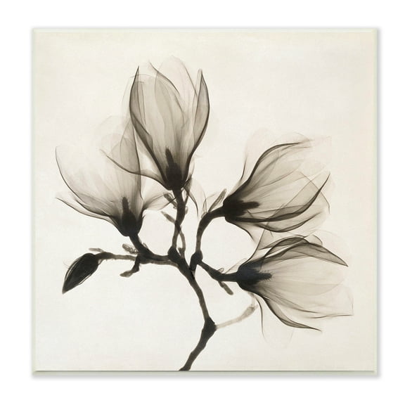 Stupell Industries Sepia Tone Tree Blossom Florals Translucent Flowers Botanical & Floral Photography Unframed Art Print Wall Art, 12 x 12